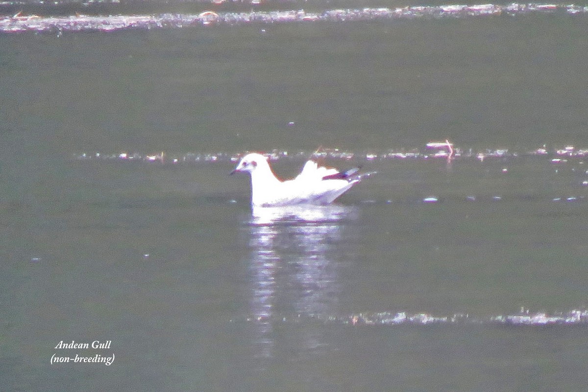 Andean Gull - Merrill Lester