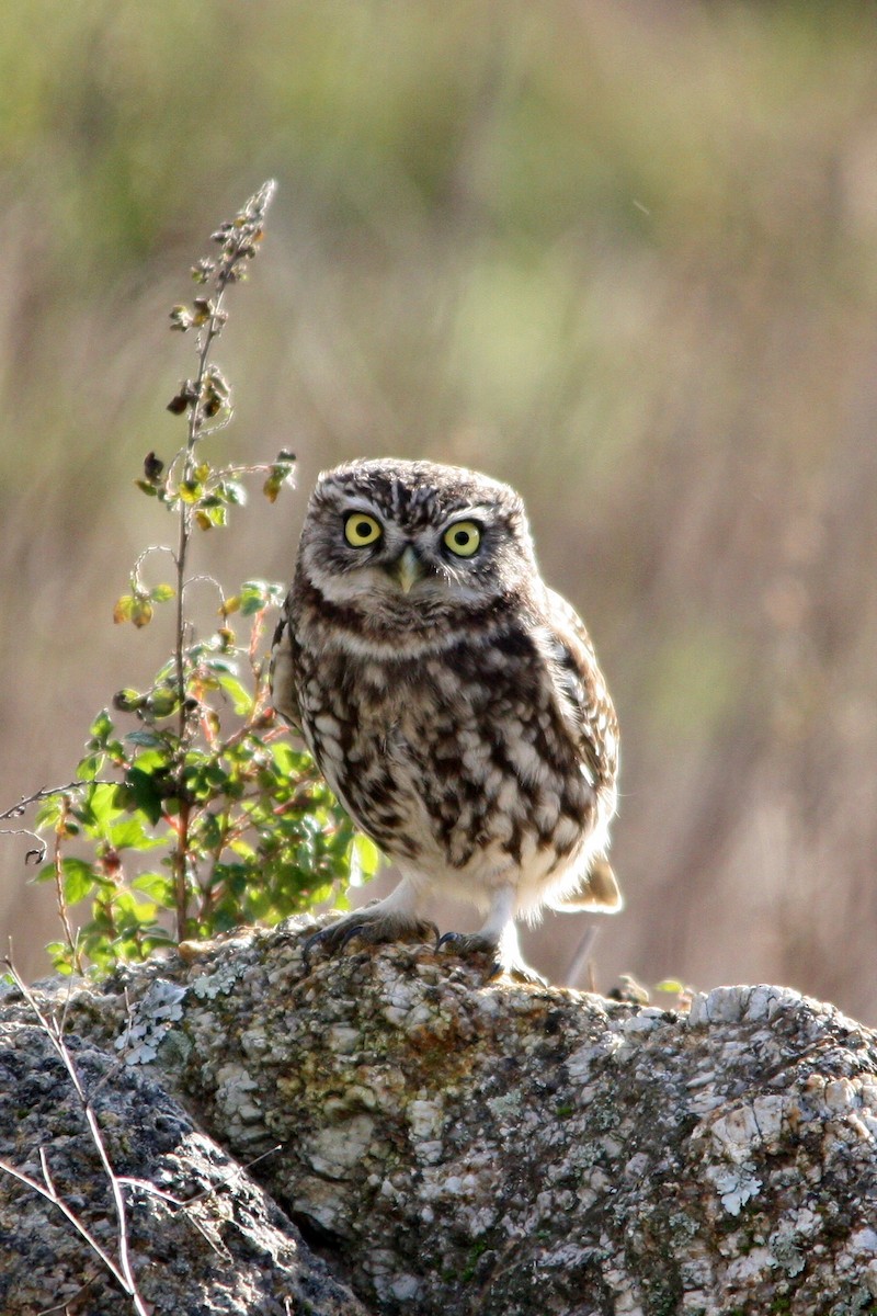 Little Owl - ML52389731