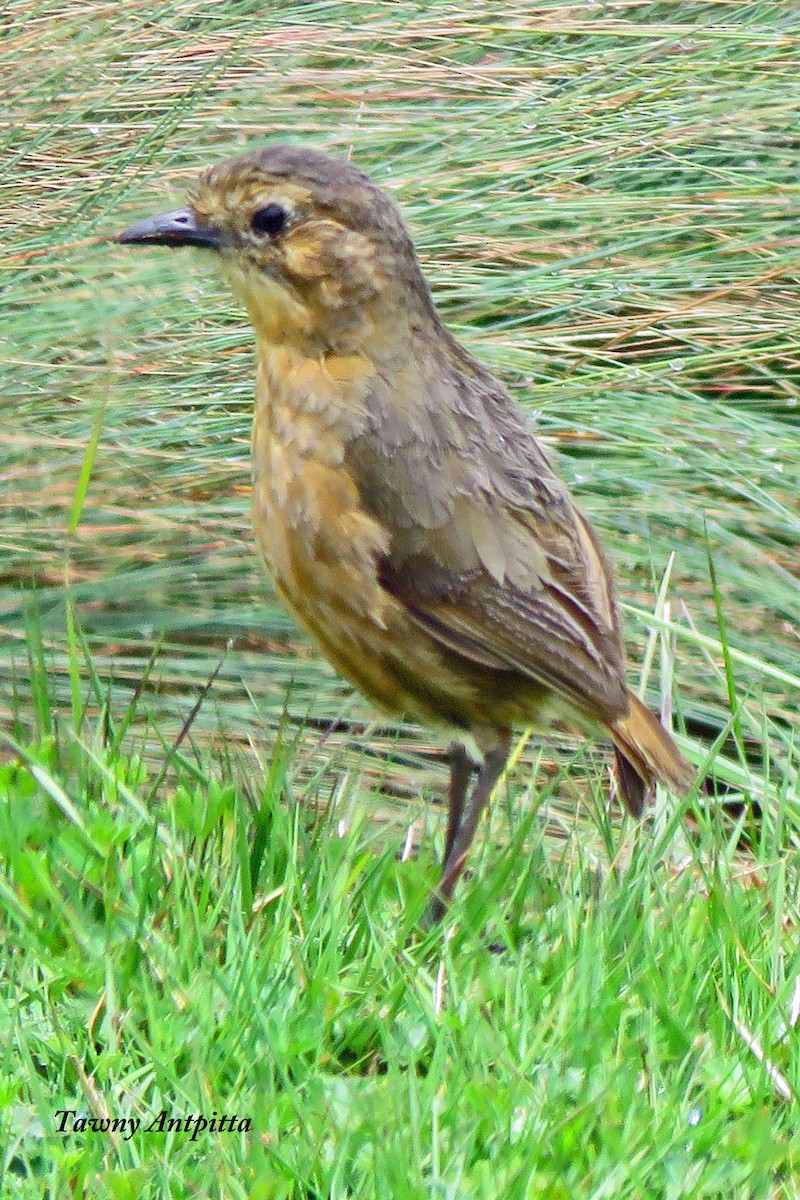 Tawny Antpitta - Merrill Lester