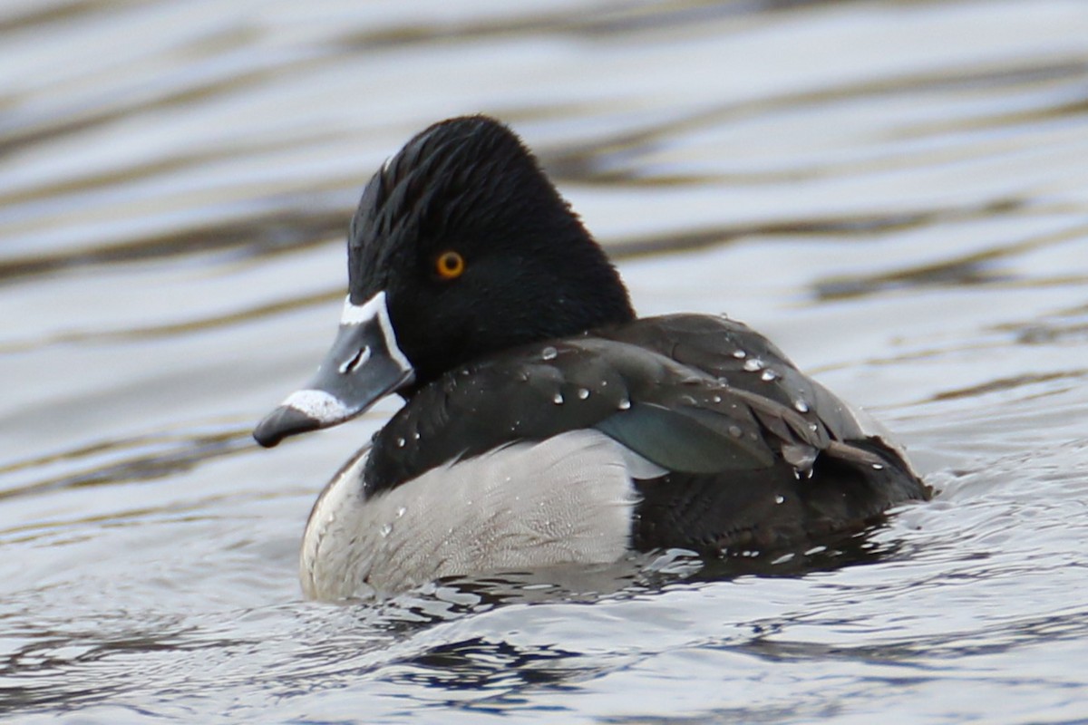 Ring-necked Duck - ML523899581