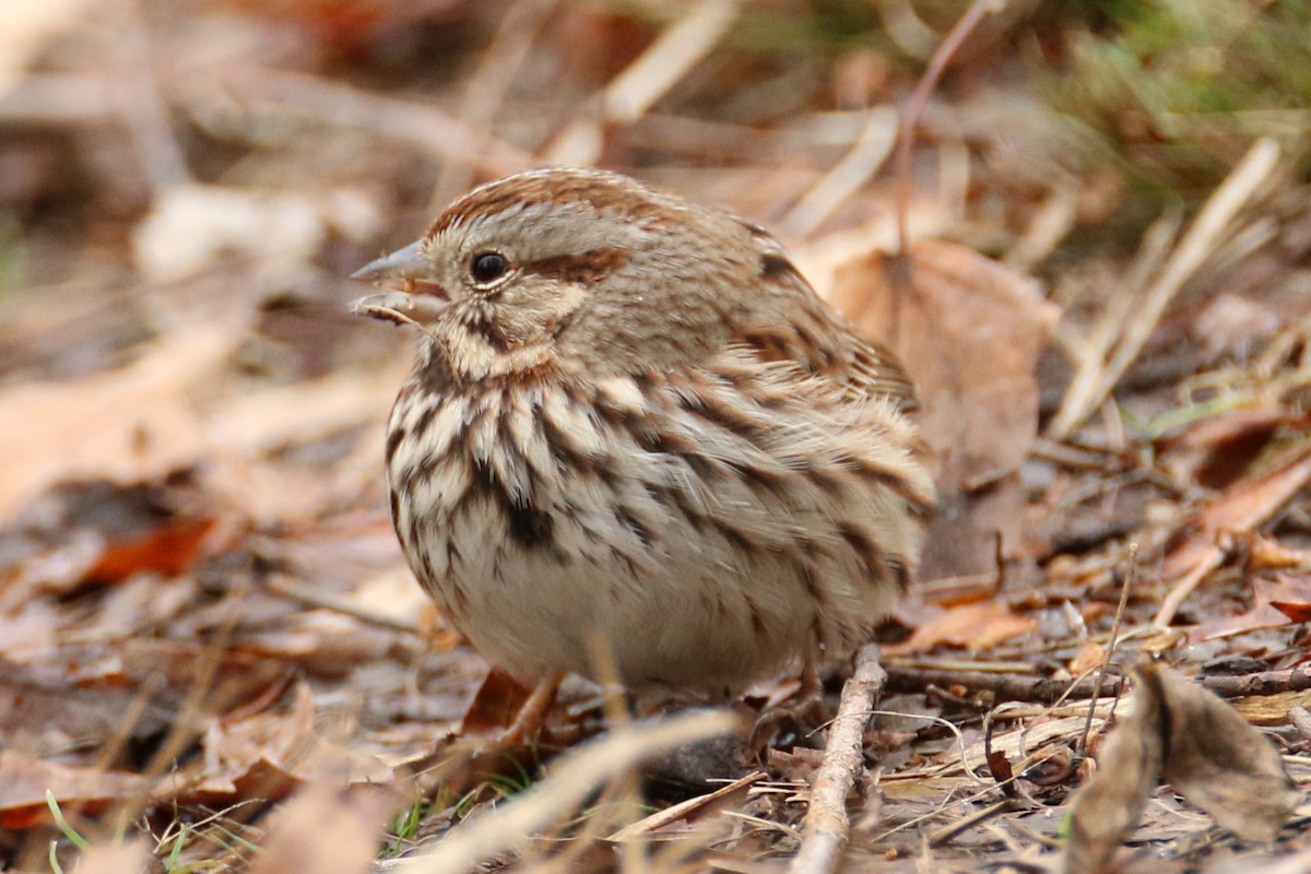 Song Sparrow - ML523899731