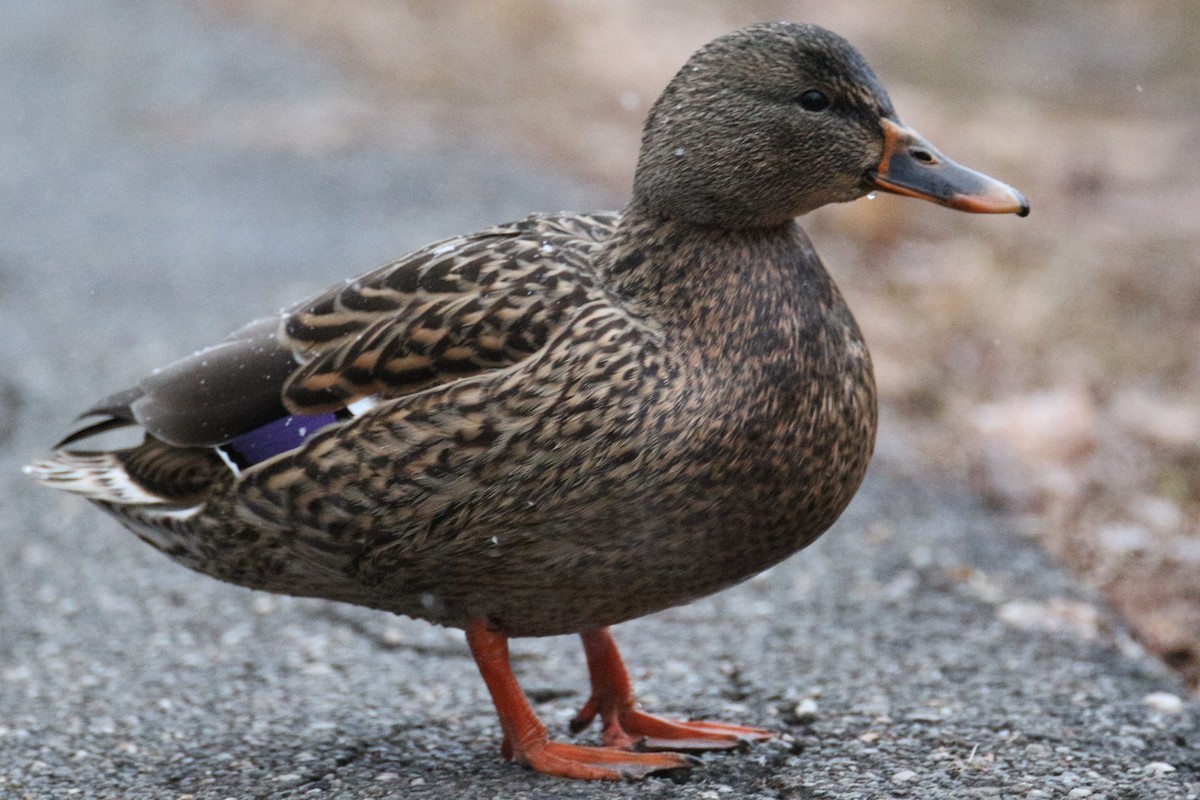 Canard colvert - ML523899811