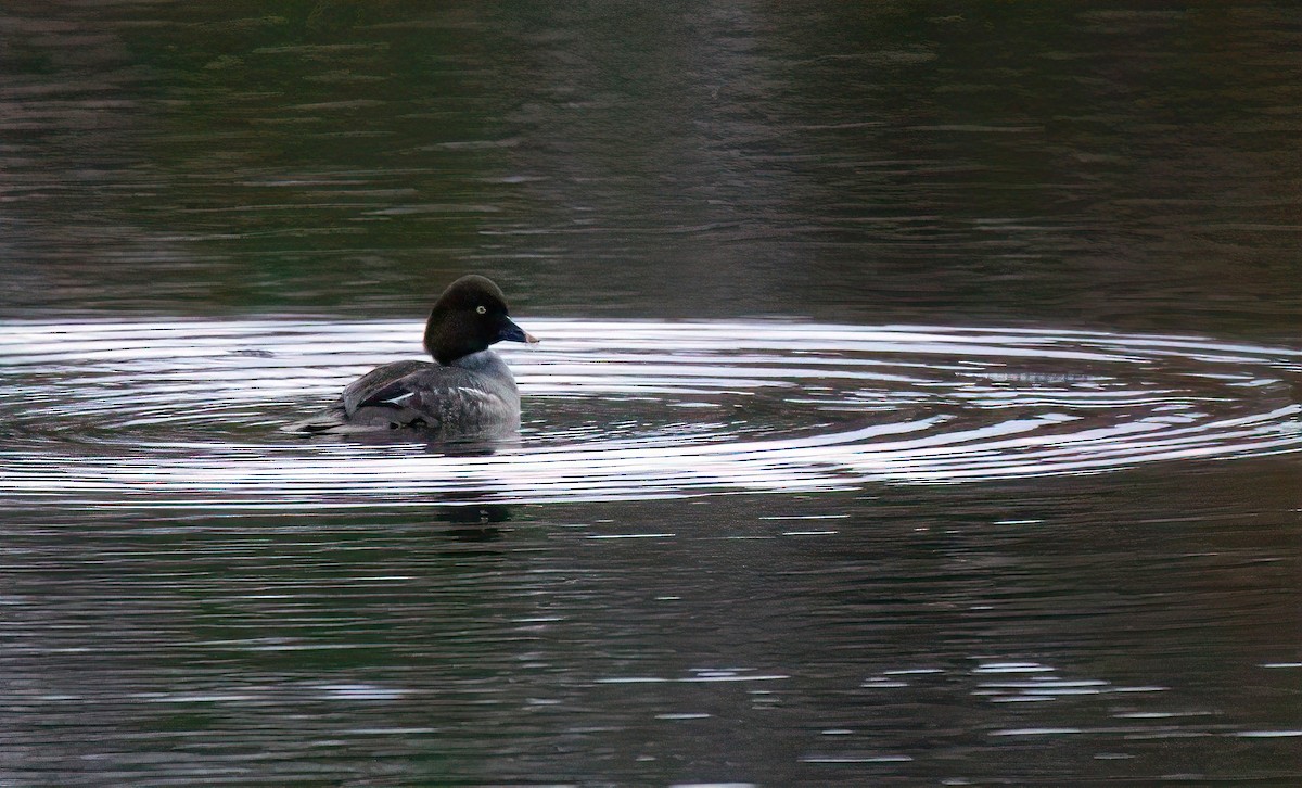 Common Goldeneye - ML523901061