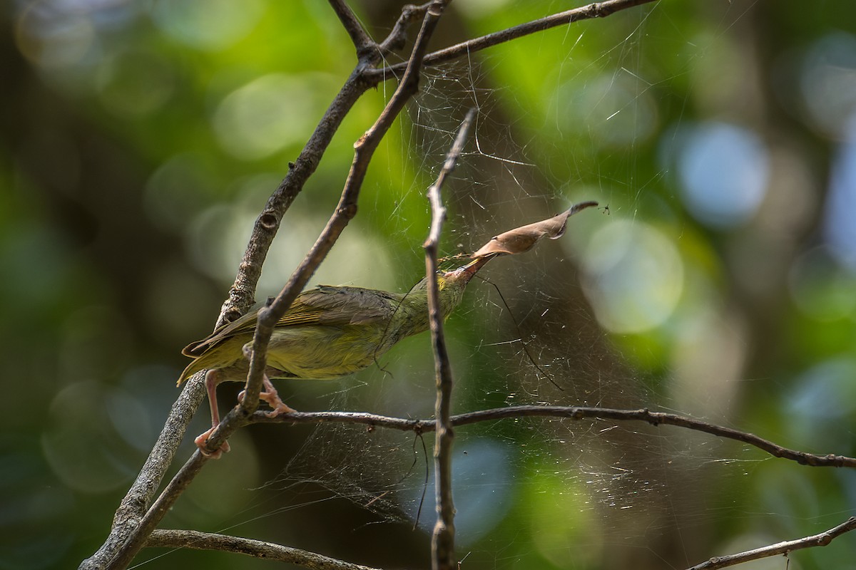 Yellow-eared Spiderhunter - ML523901161