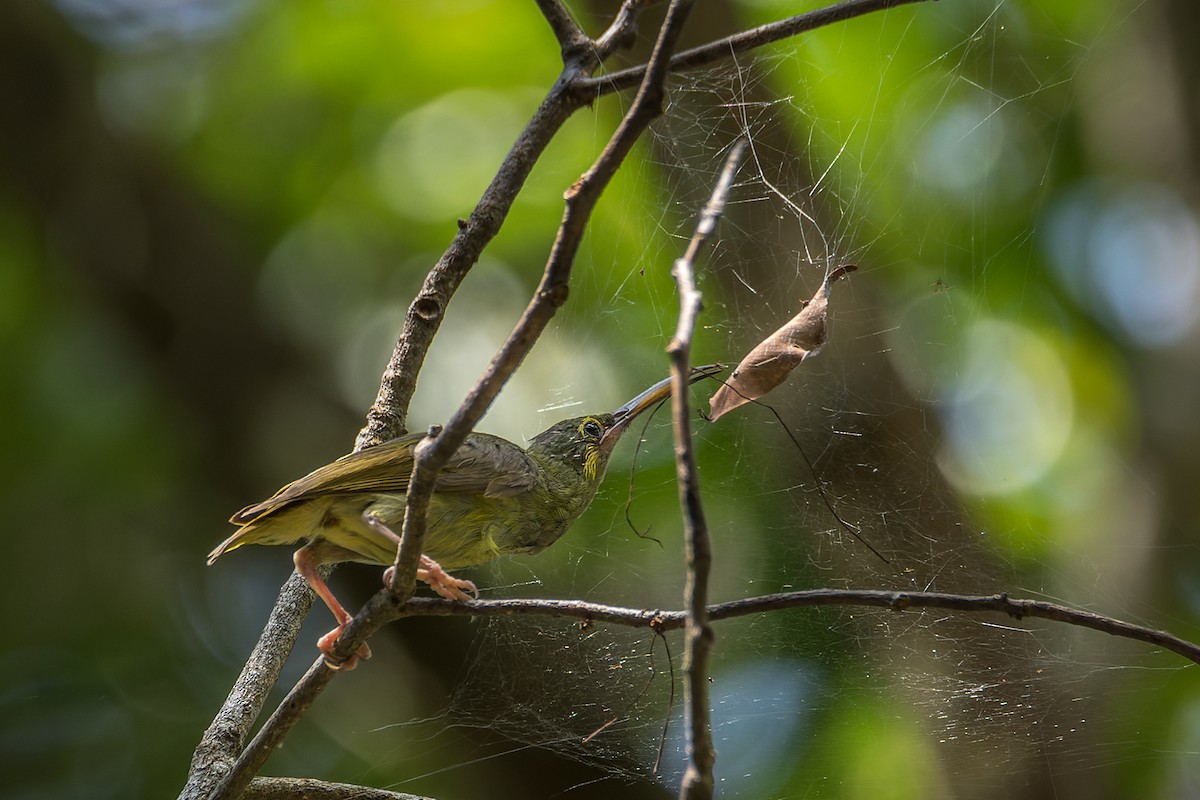 Yellow-eared Spiderhunter - ML523901171