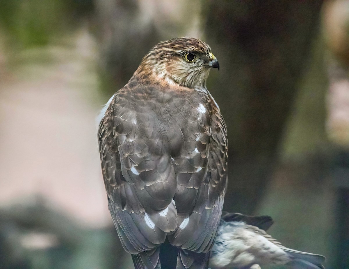 Sharp-shinned Hawk - ML523901811