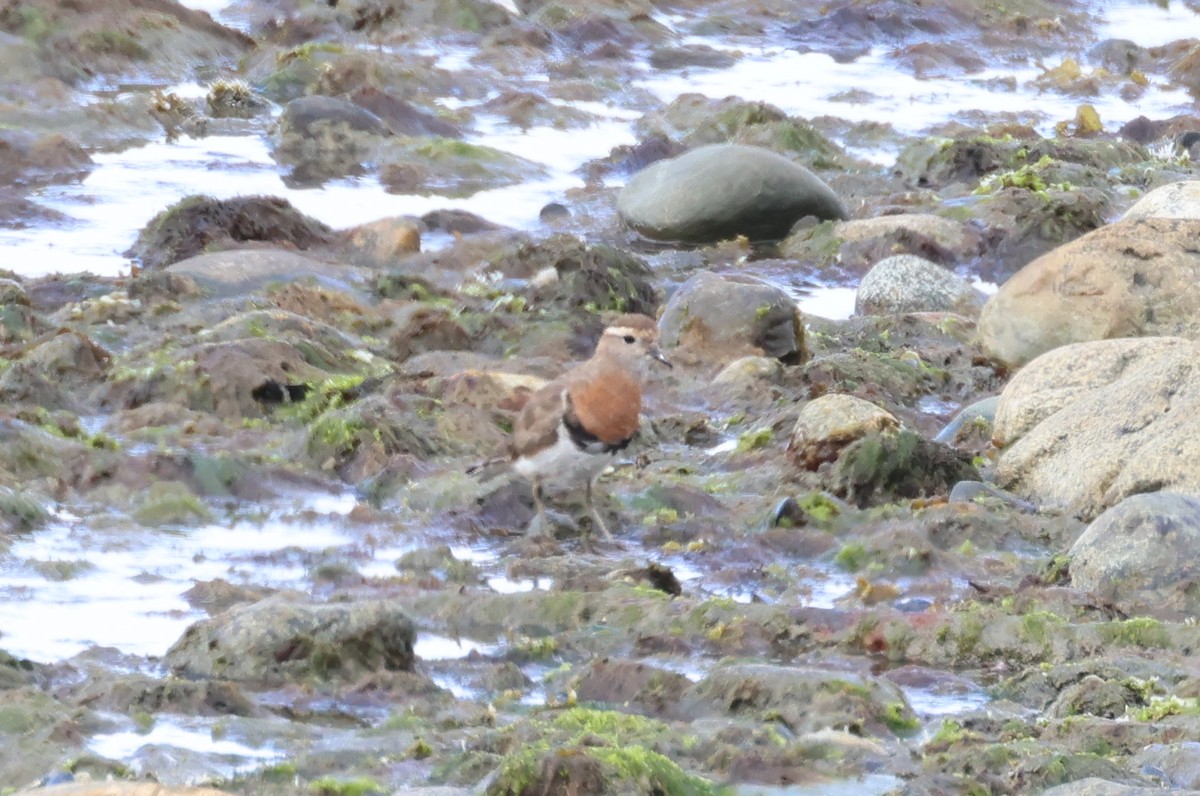 Rufous-chested Dotterel - ML523901881