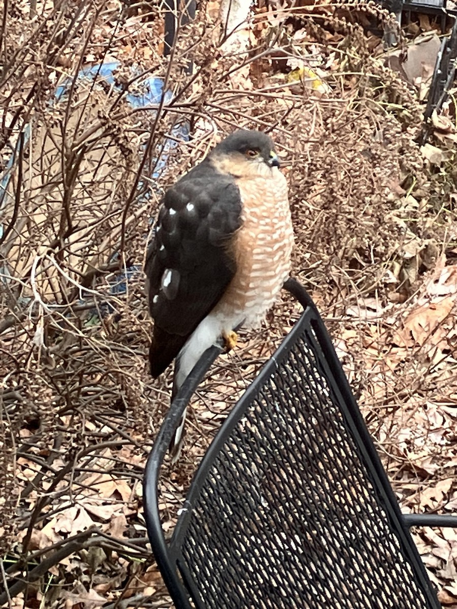 Sharp-shinned Hawk - Bill Dalton