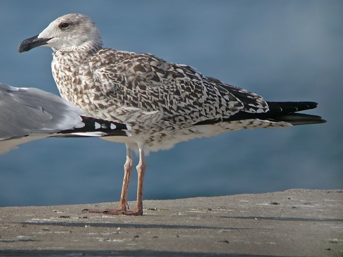 Great Black-backed Gull - Maties Rebassa