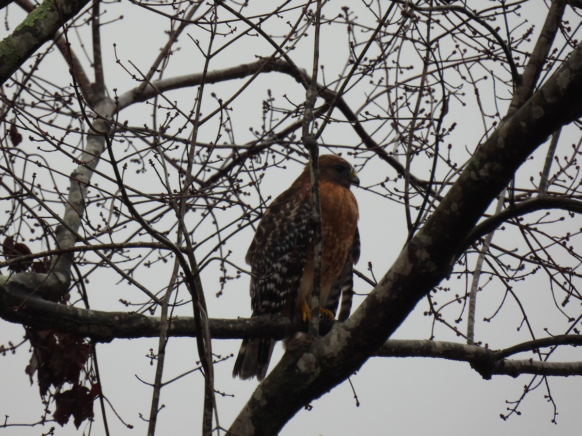 Red-shouldered Hawk - ML523902761