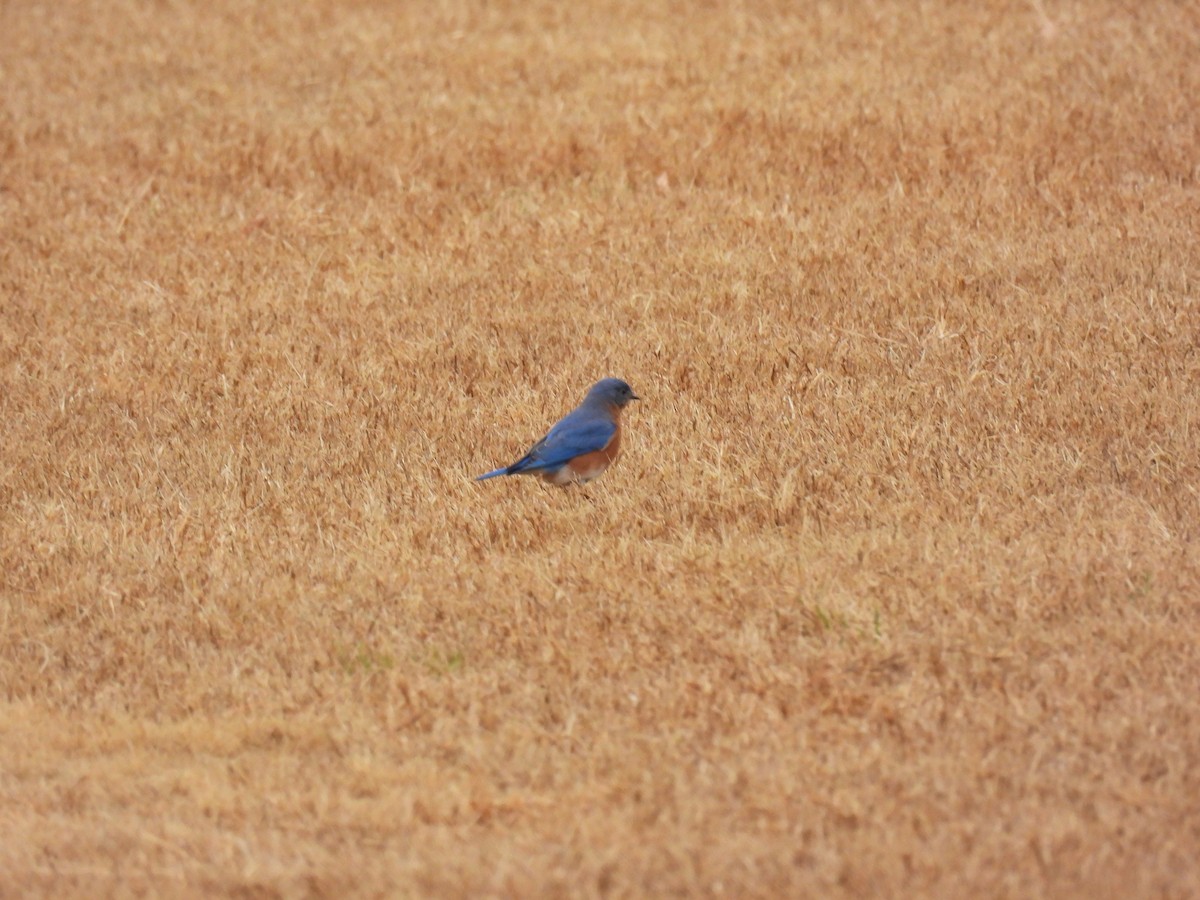 Eastern Bluebird - ML523902991
