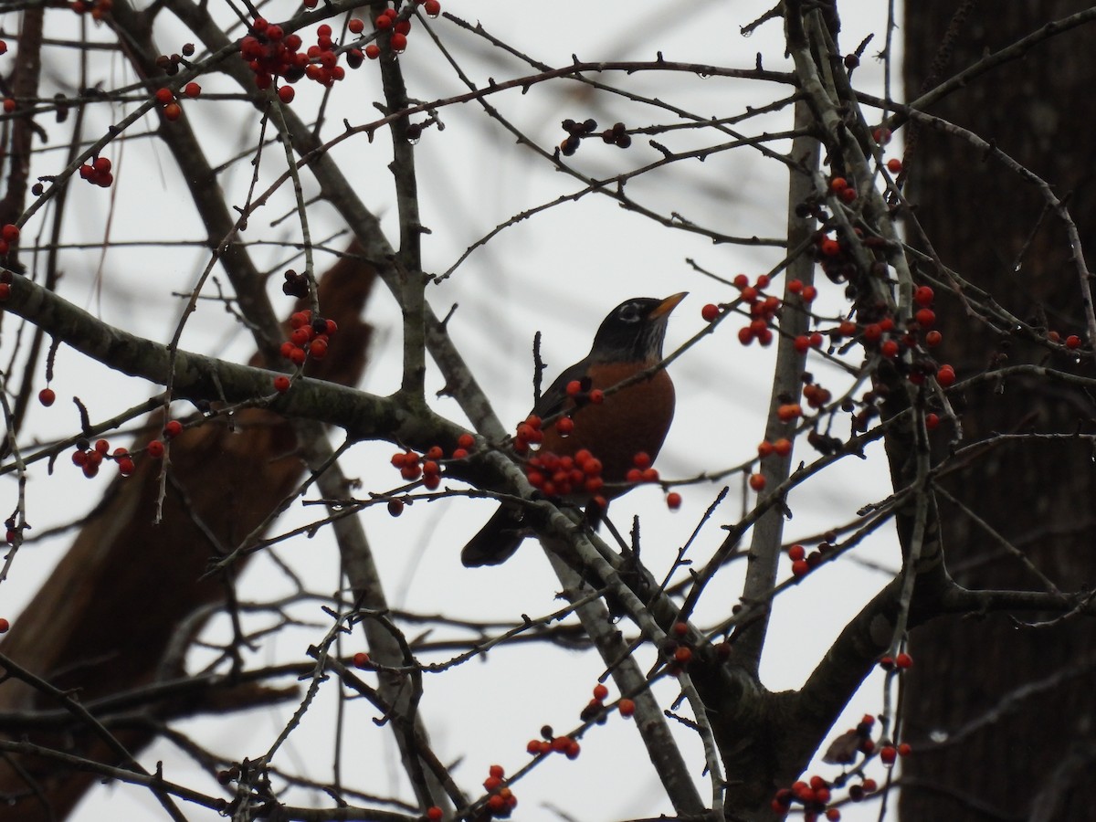 American Robin - ML523903001