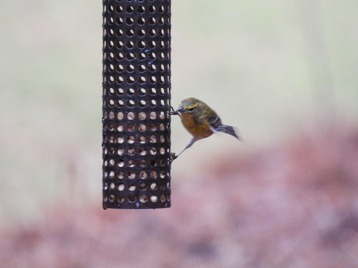 Pine Warbler - ML523903051