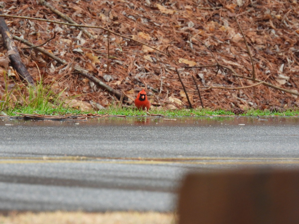 Northern Cardinal - ML523903081