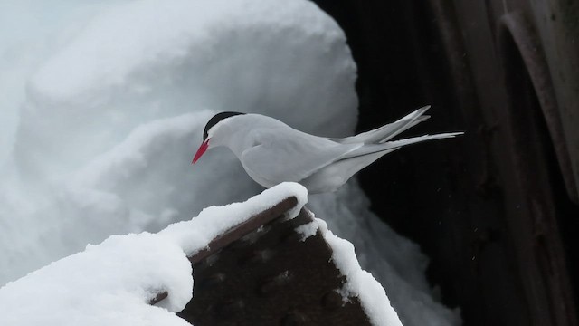 Antarctic Tern - ML523903951