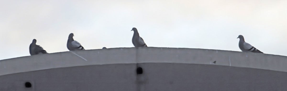 Rock Pigeon (Feral Pigeon) - Steve Collins