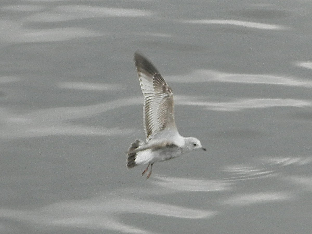 Gaviota Cana - ML523905351