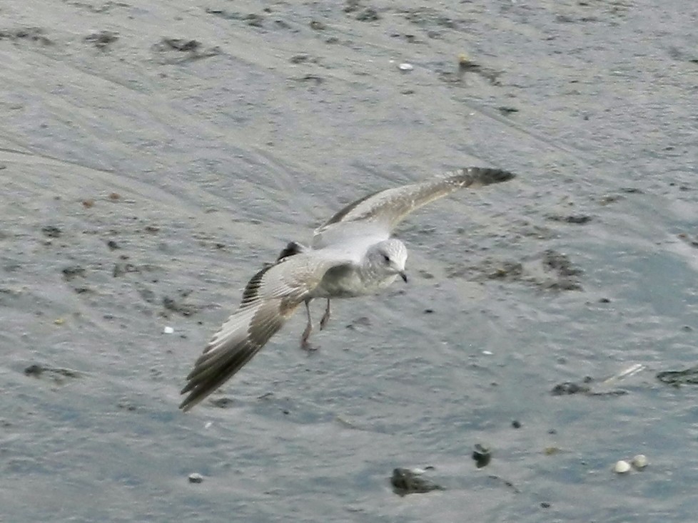 Gaviota Cana - ML523905361