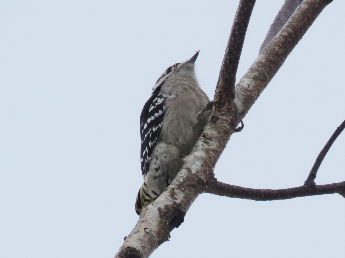 Downy Woodpecker - ML523906941