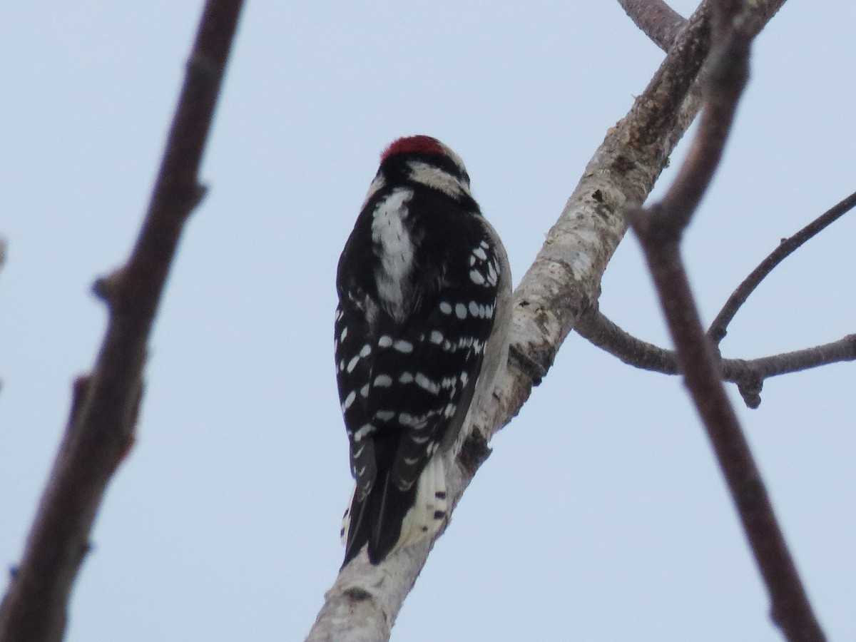 Downy Woodpecker - ML523906981