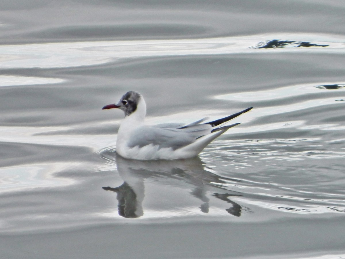Gaviota Reidora - ML523908791