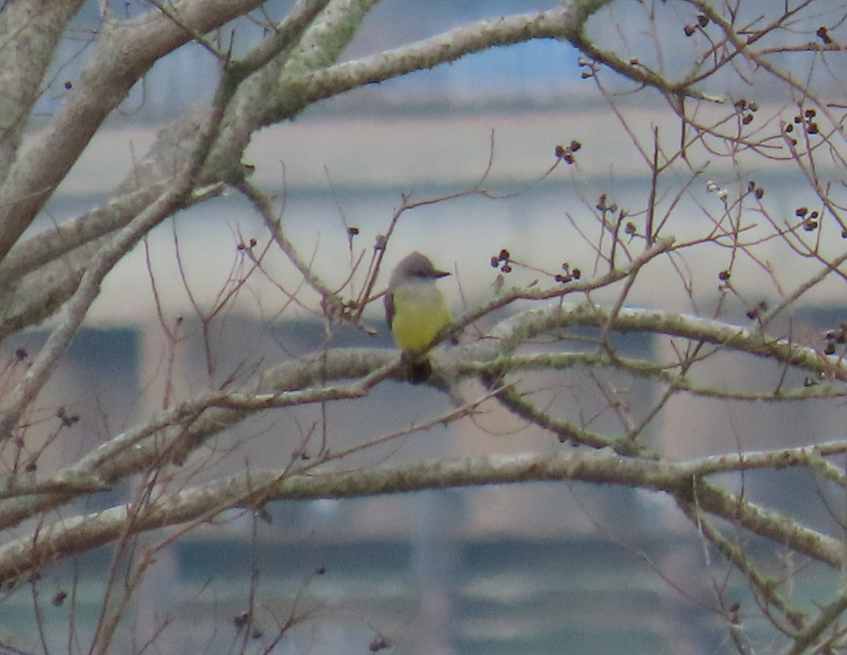 Western Kingbird - ML523909761