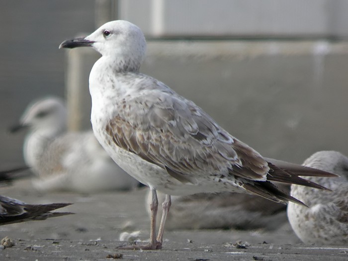 Caspian Gull - Maties Rebassa