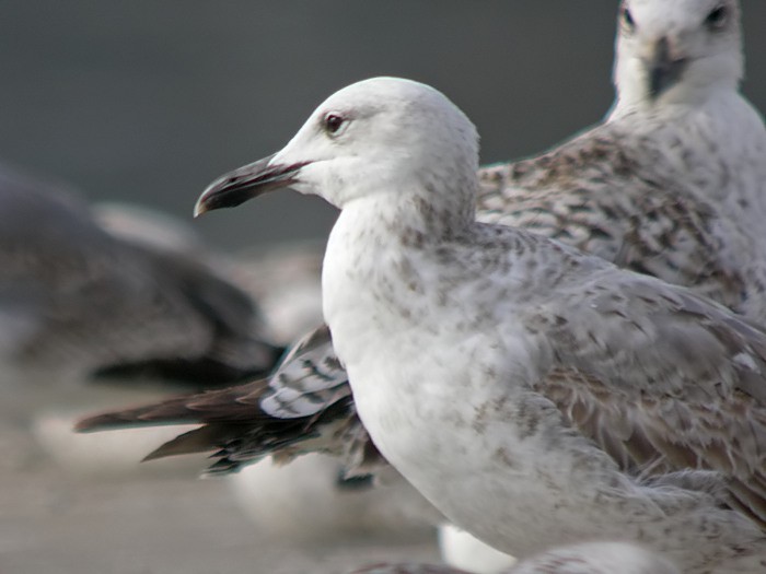 Caspian Gull - Maties Rebassa
