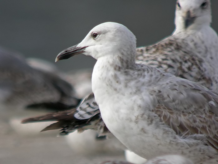 Caspian Gull - ML523910471