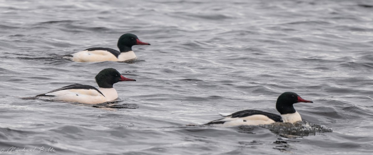 Common Merganser - ML523911031