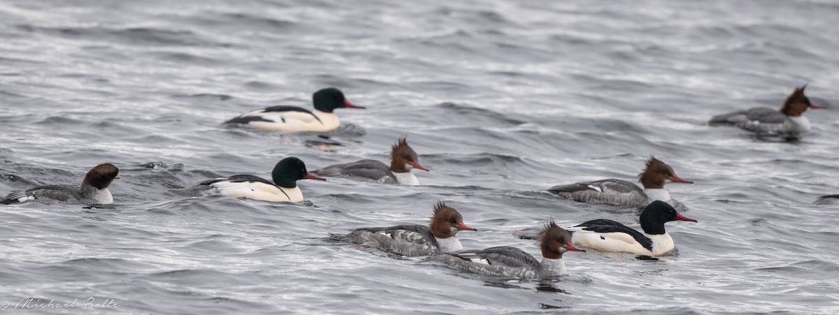 Common Merganser - ML523911041