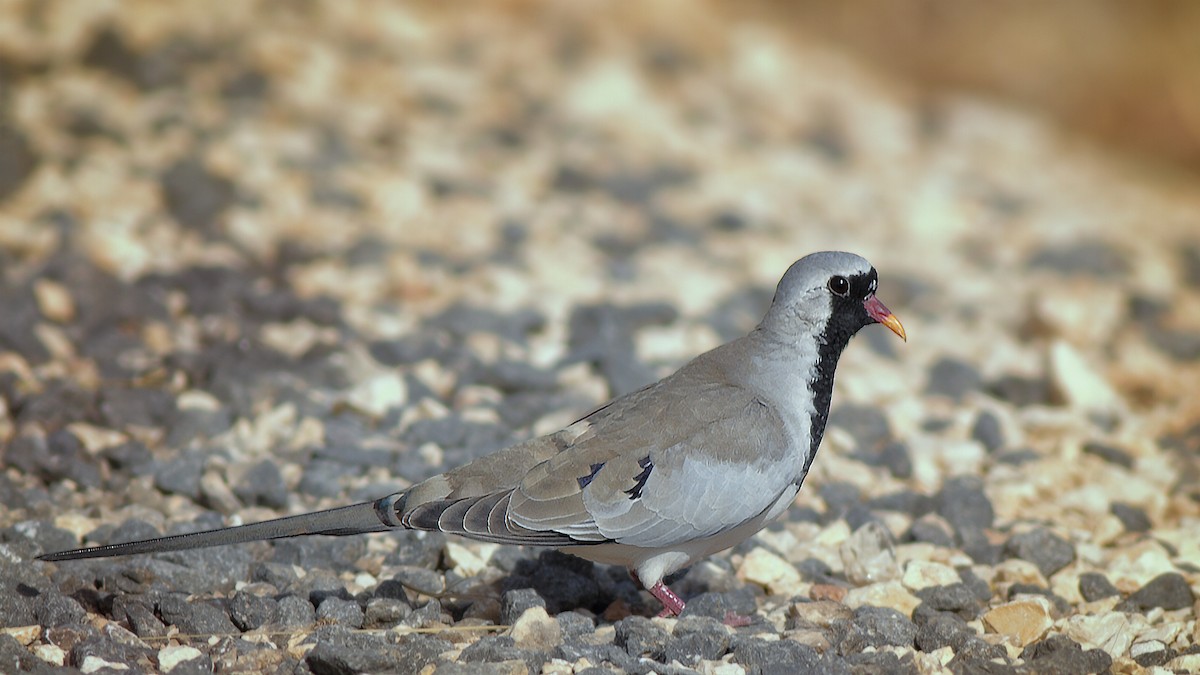 Namaqua Dove - ML523912251