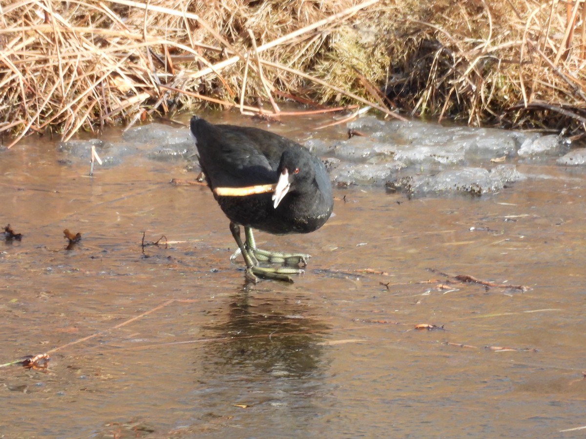 American Coot - ML523912541