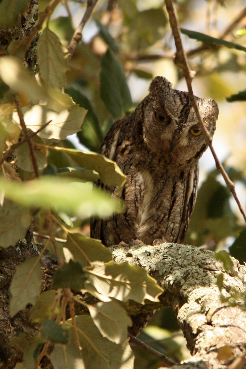 Eurasian Scops-Owl - ML52391271