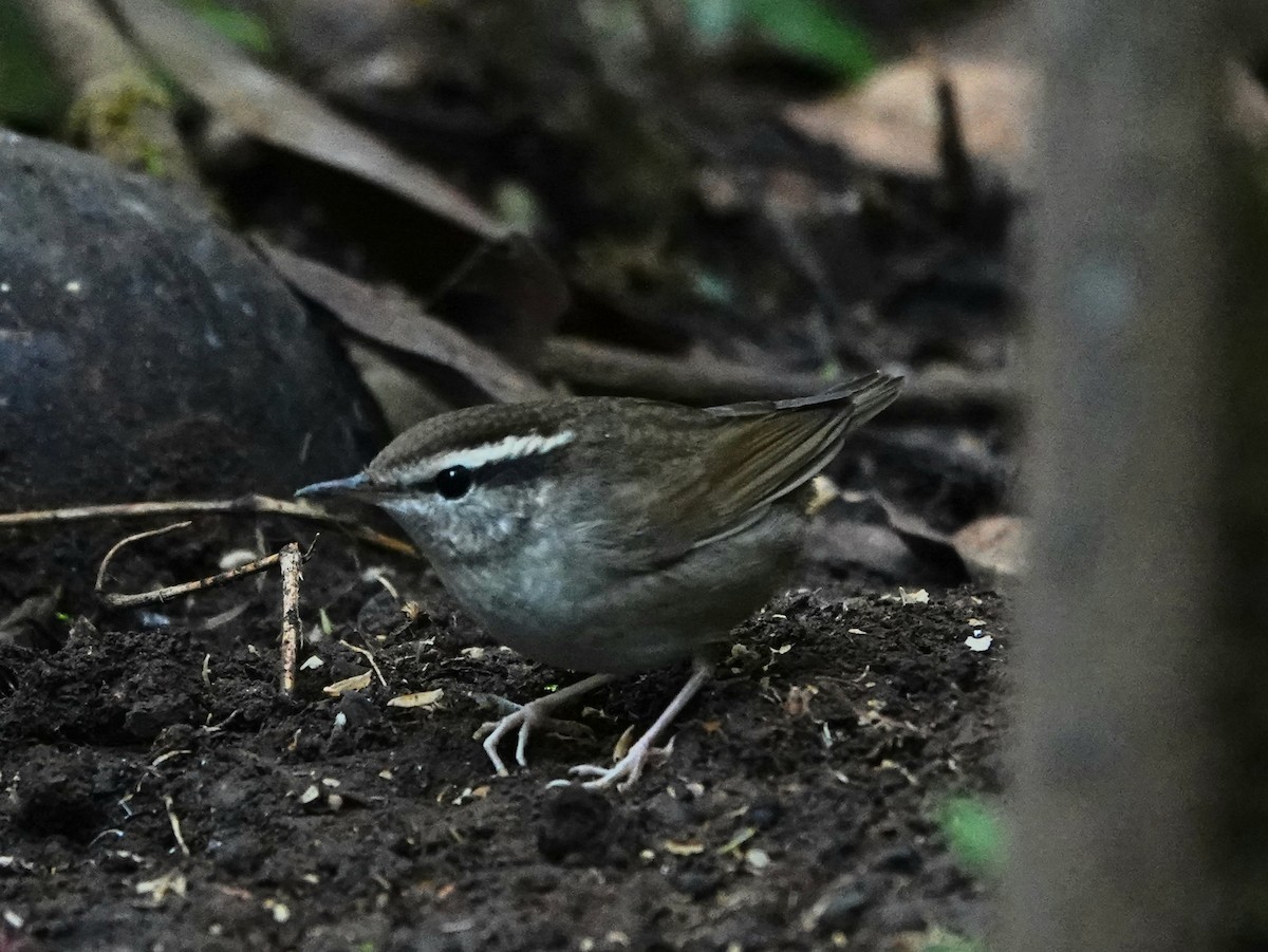 Asian Stubtail - David Diller