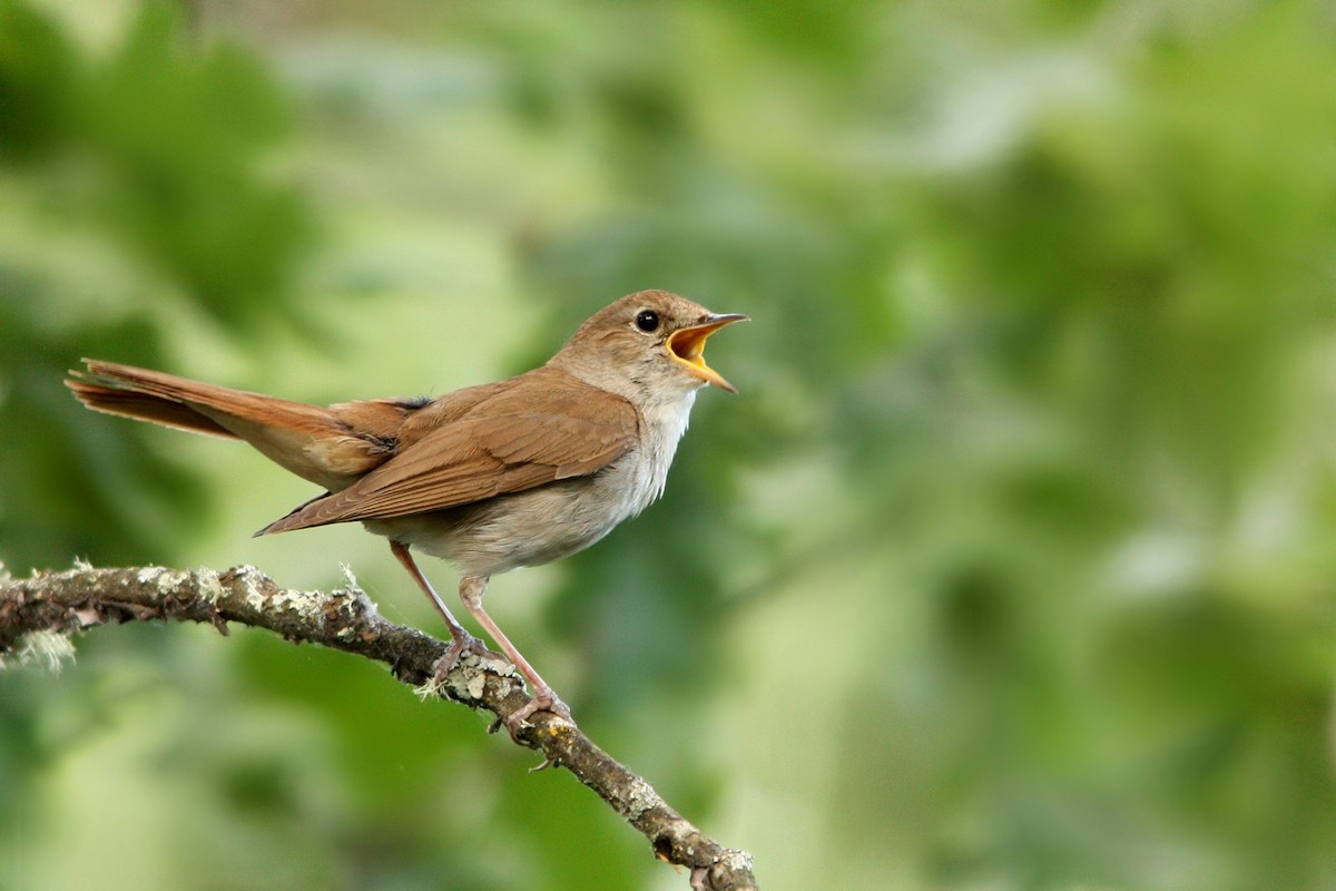 Common Nightingale - Tânia Araújo