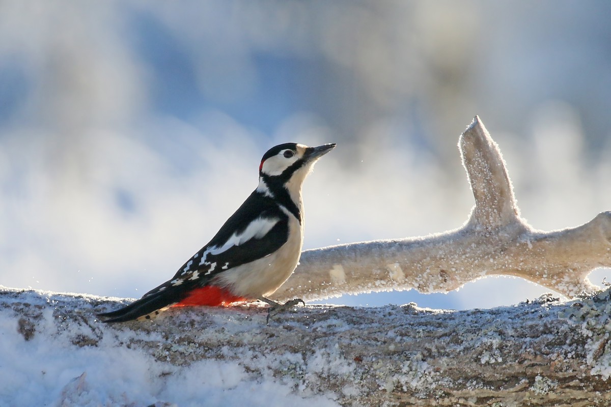 Great Spotted Woodpecker - ML523915461
