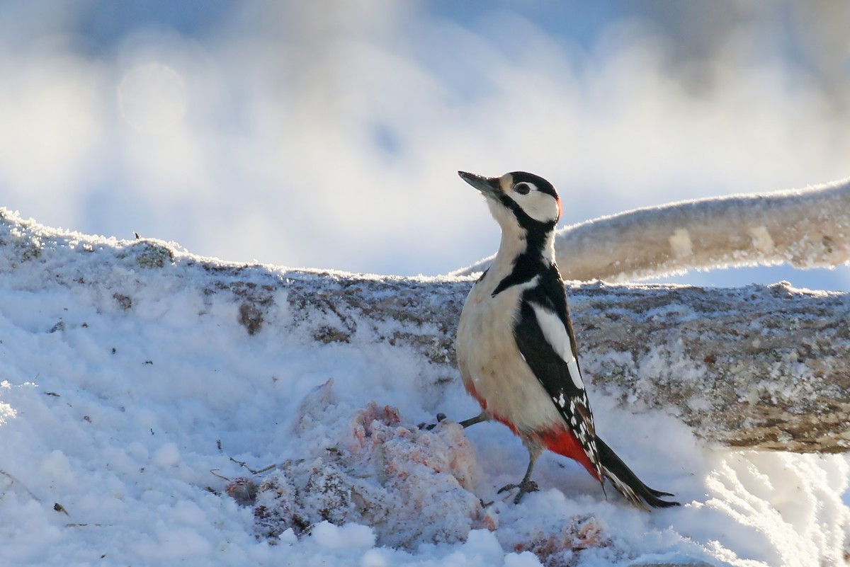 Great Spotted Woodpecker - ML523915491