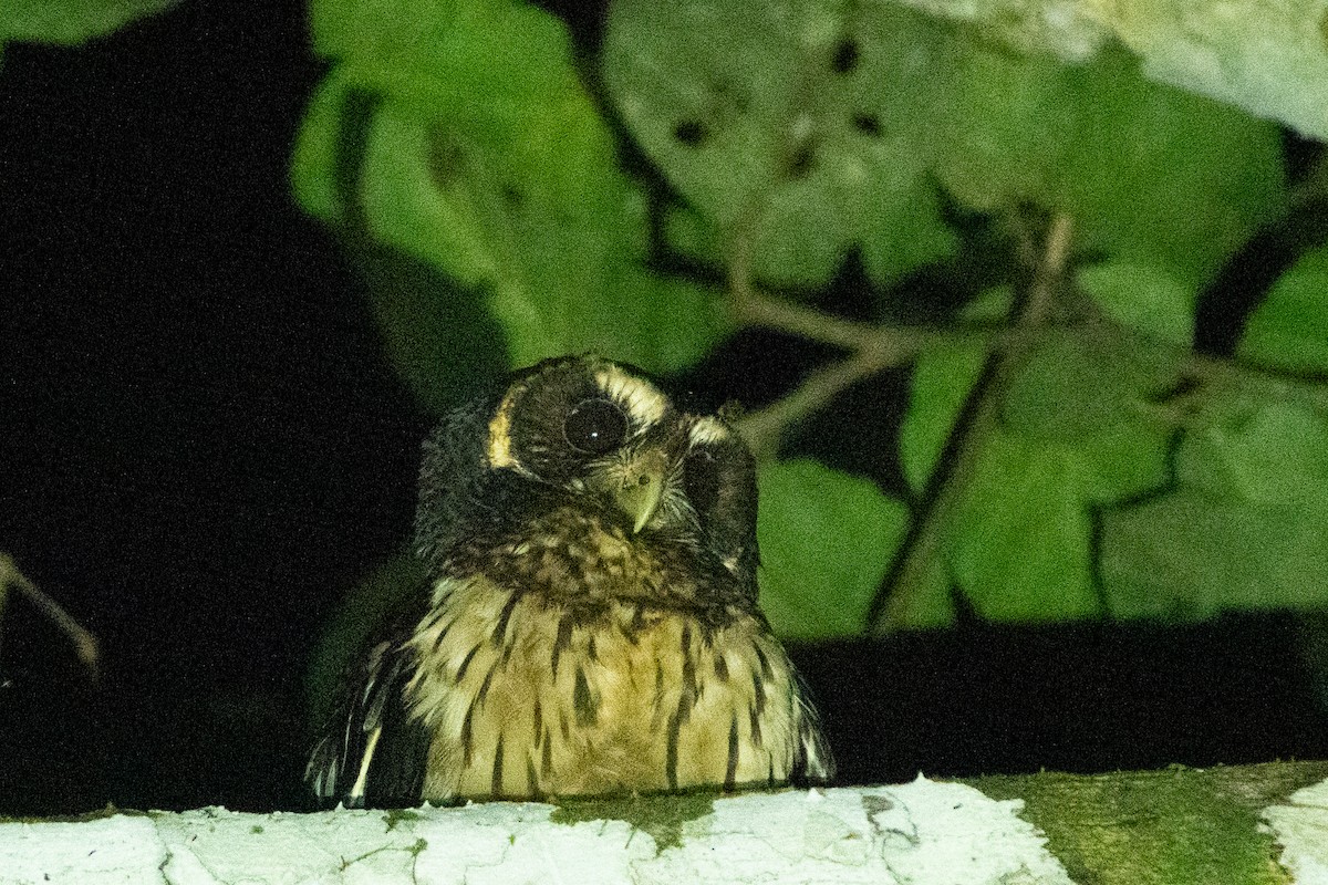 ナンベイヒナフクロウ - ML523917501