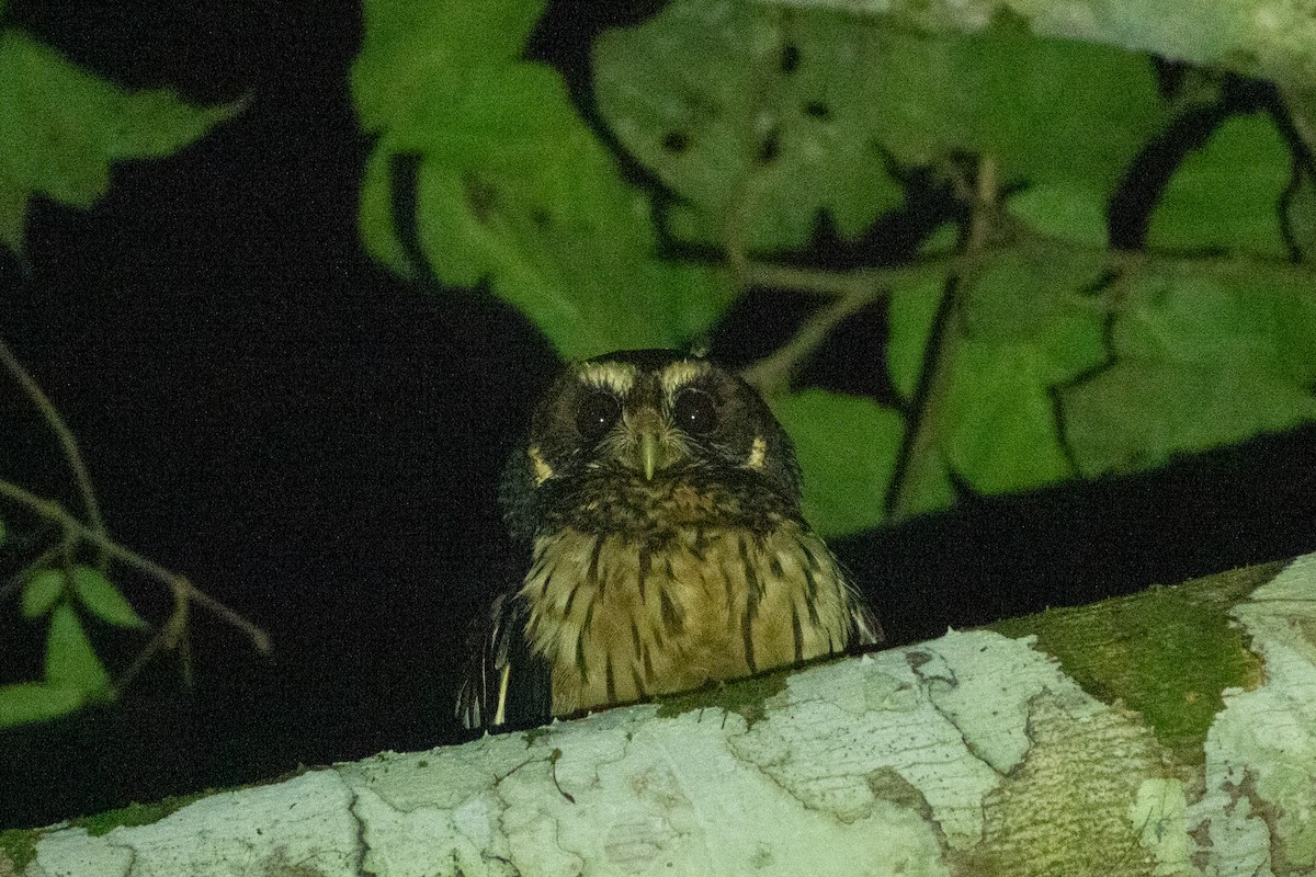 ナンベイヒナフクロウ - ML523917511