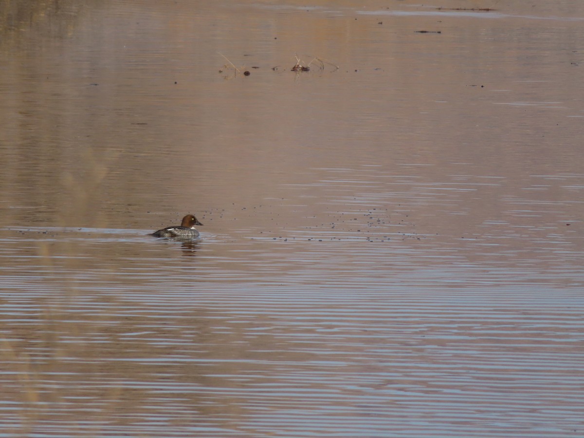 Common Goldeneye - carolyn spidle