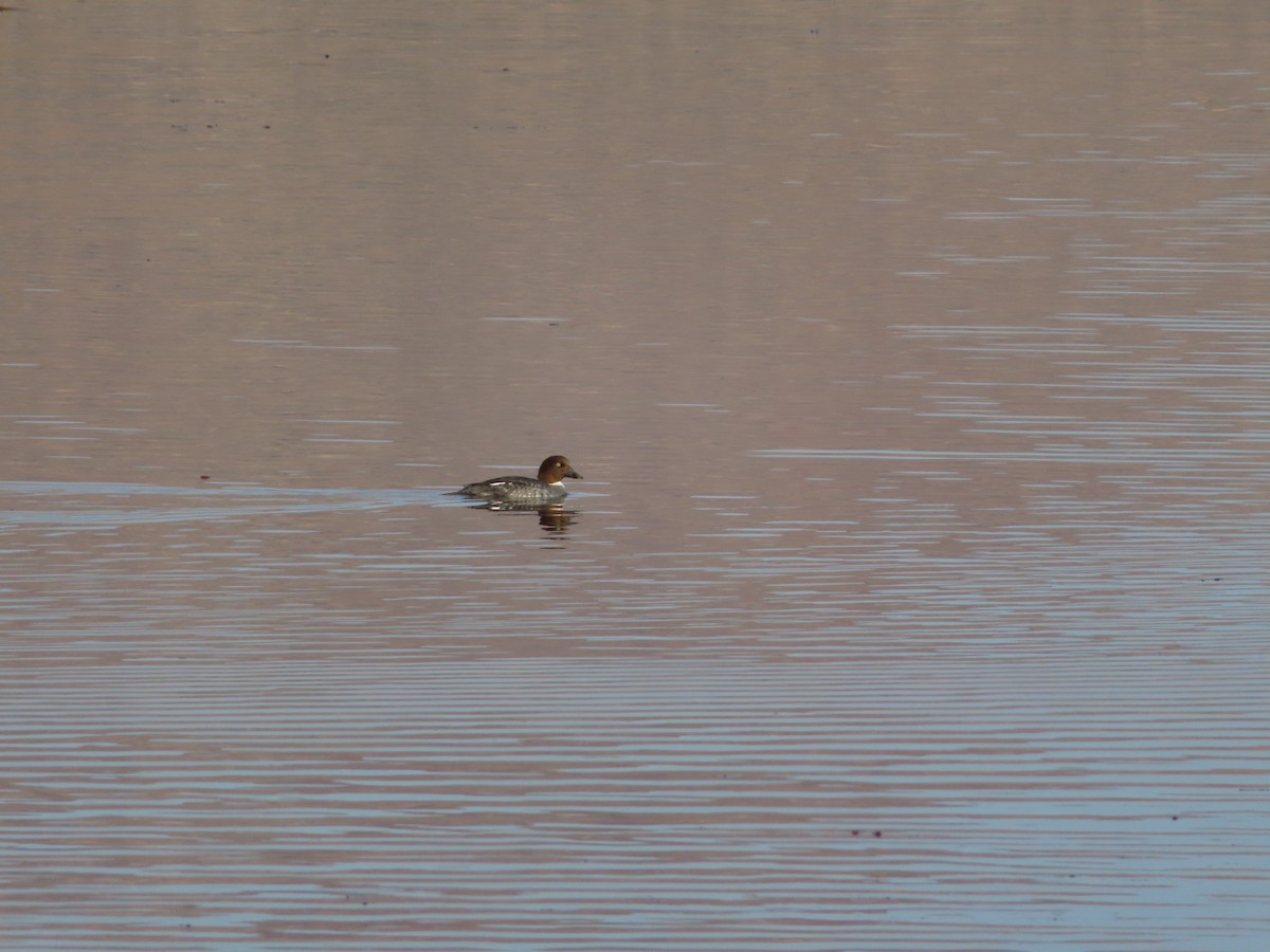 Common Goldeneye - carolyn spidle