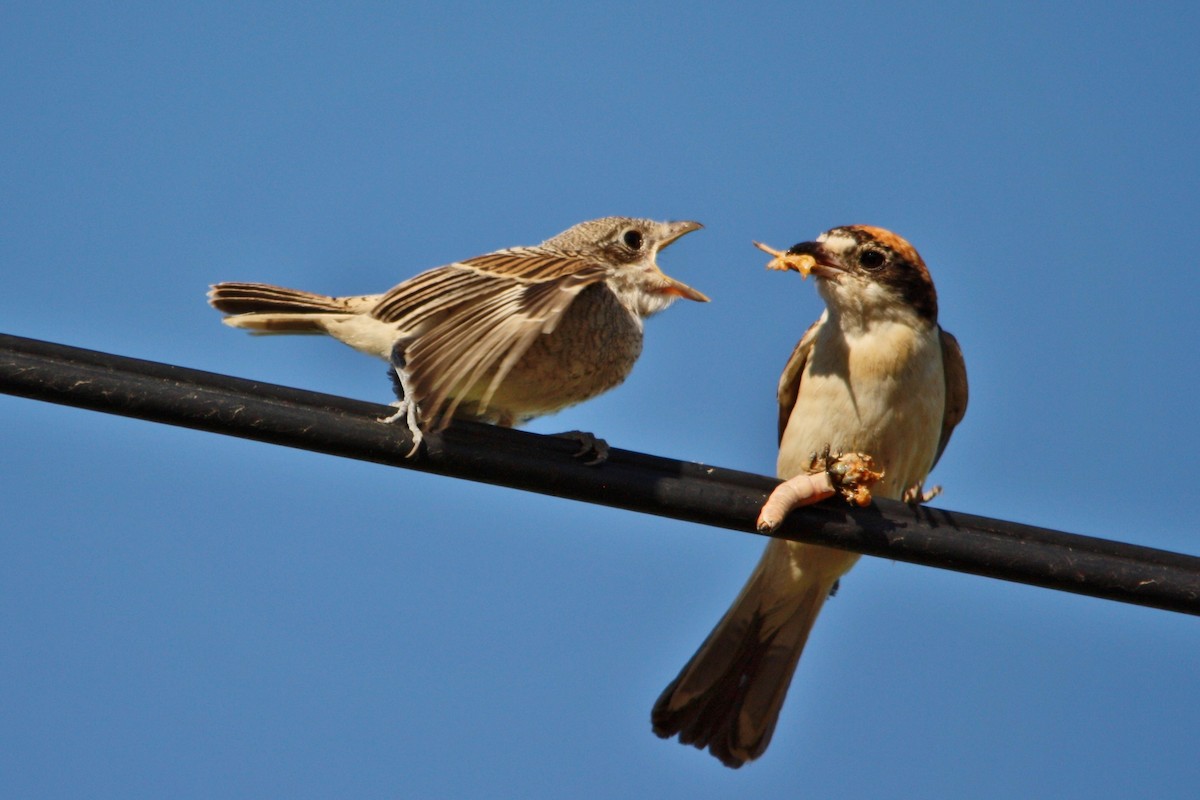 Woodchat Shrike - ML52391921