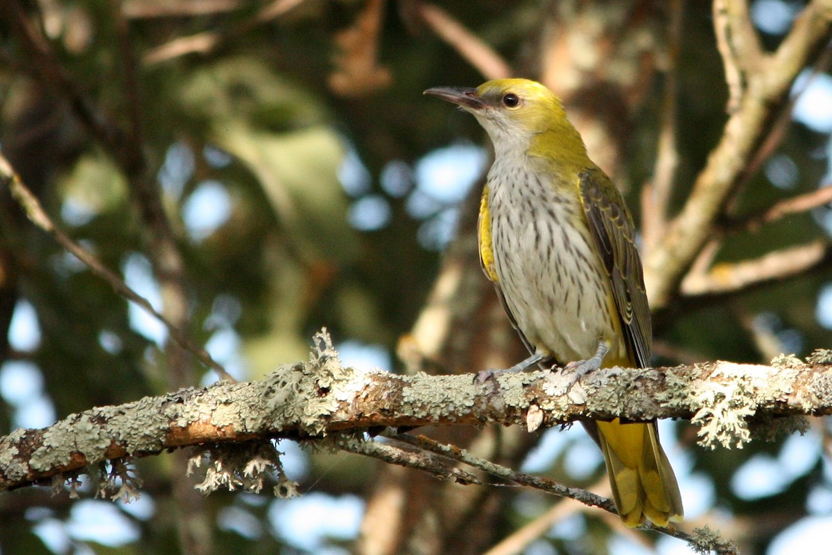 Eurasian Golden Oriole - ML52392041