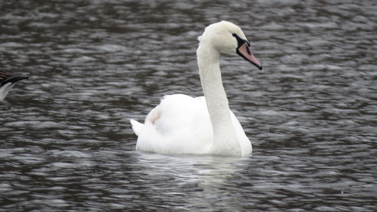 Mute Swan - ML523921731