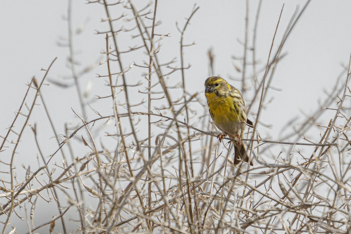 European Serin - Ido Ben-Itzhak