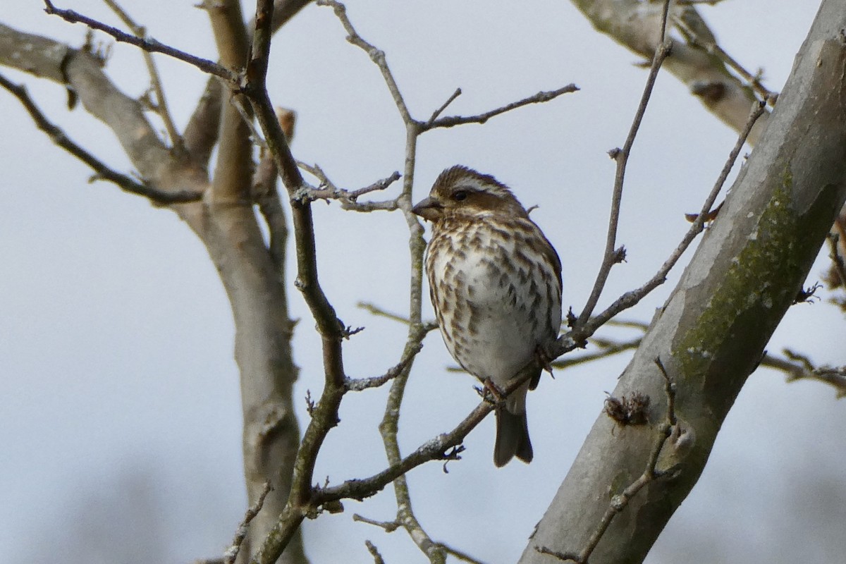 Purple Finch - ML523922311