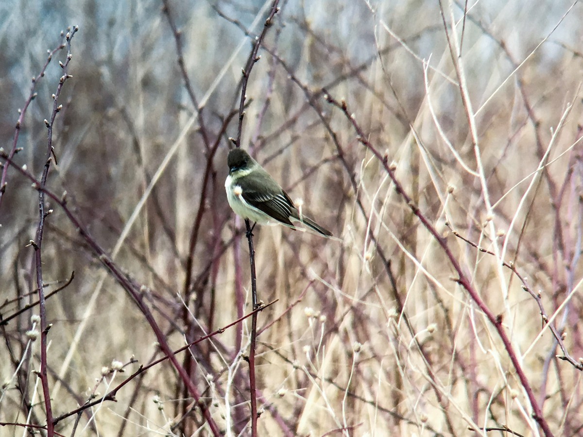 Eastern Phoebe - ML52392271