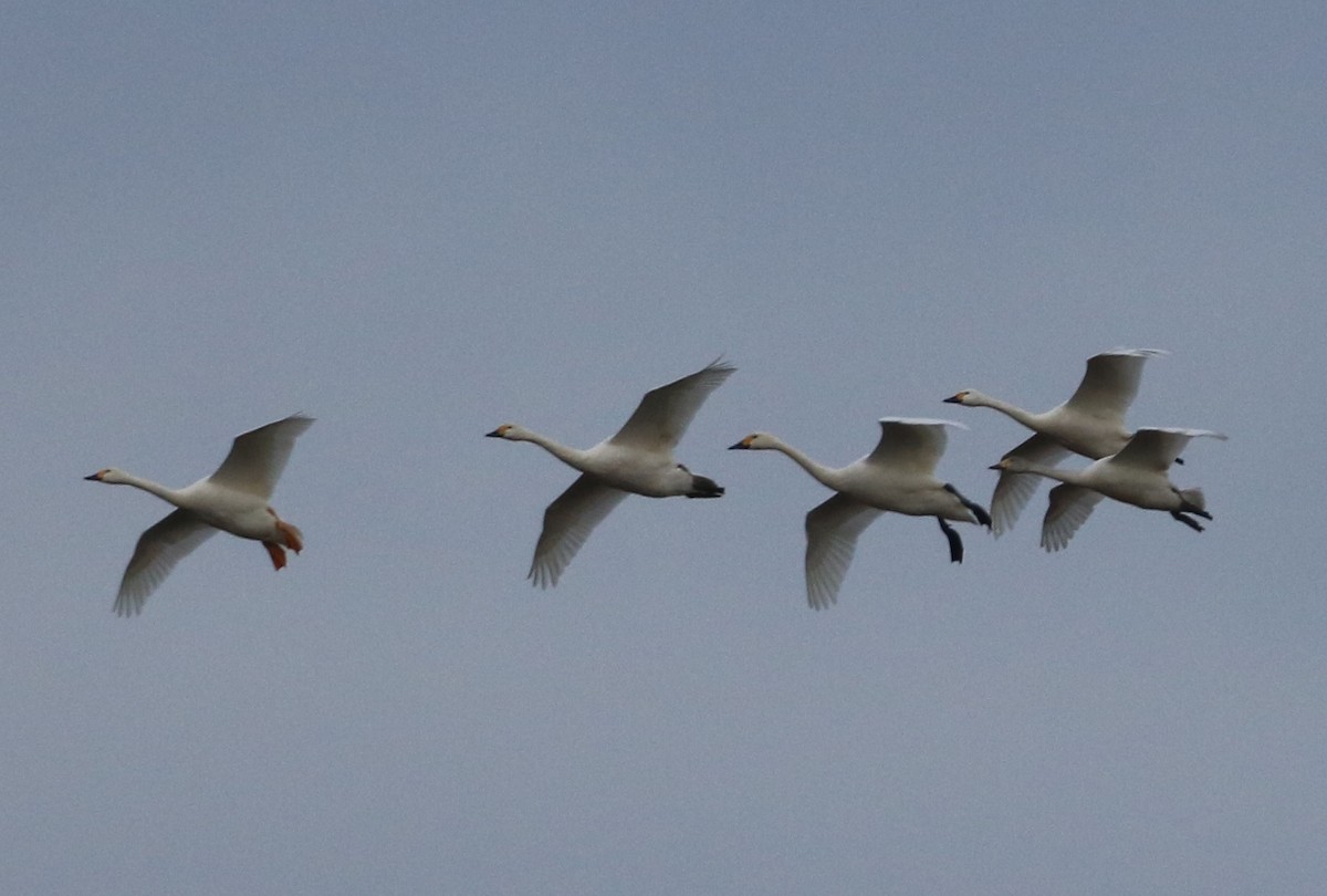 Beltxarga txistularia - ML523922941