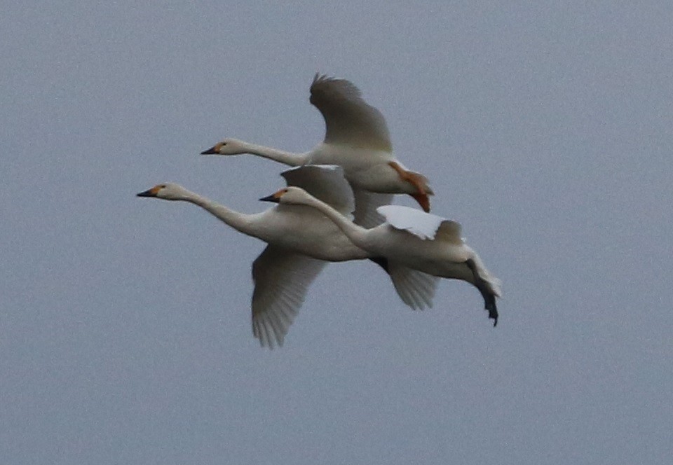 Beltxarga txistularia - ML523923031